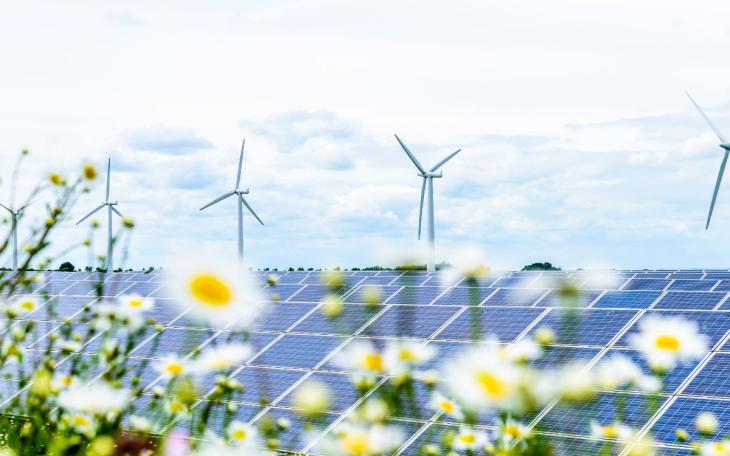wind/solar farms backdrop against flowers