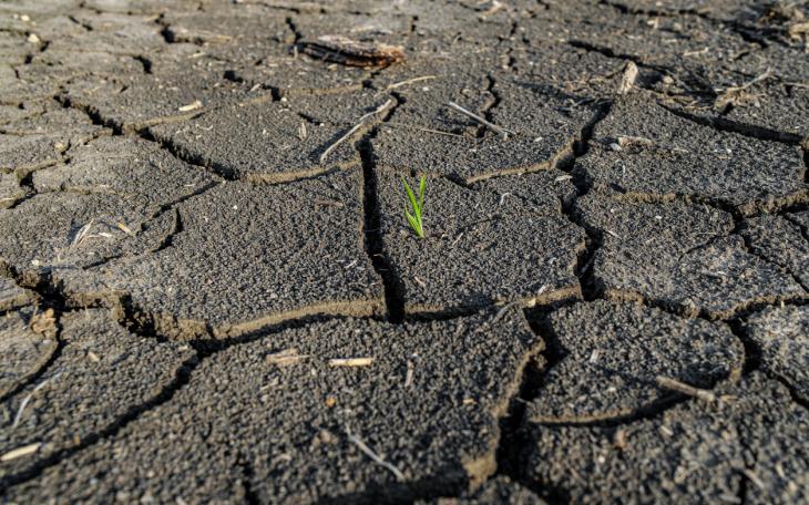 dry ground with green shoot
