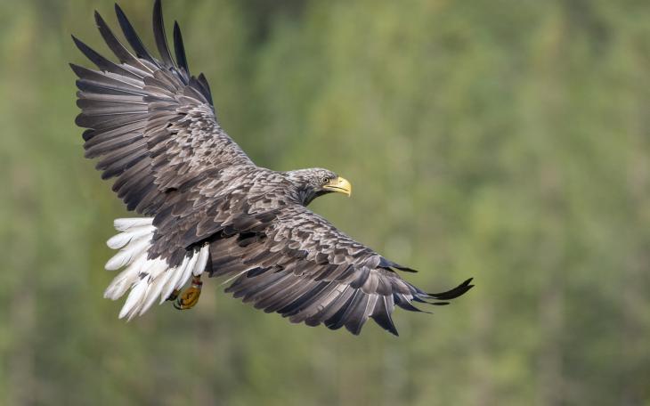 White tailed sea eagle