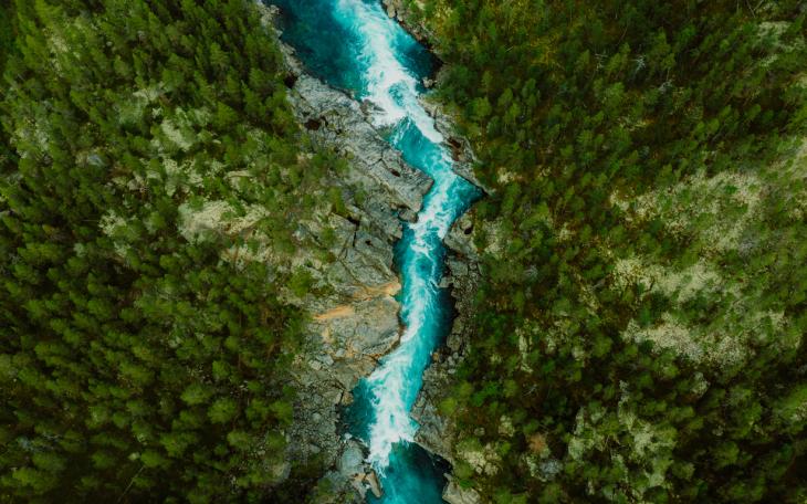 River in the middle of a forest