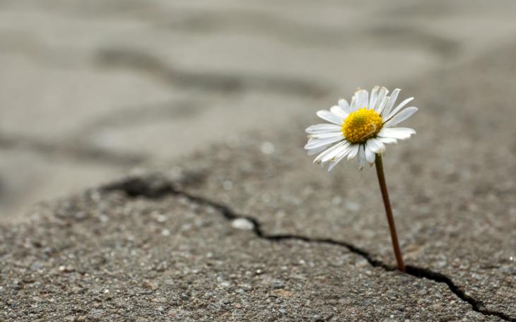 flower coming out of concrete