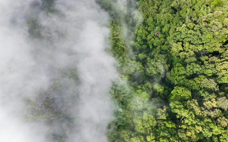 fog clearing over forest