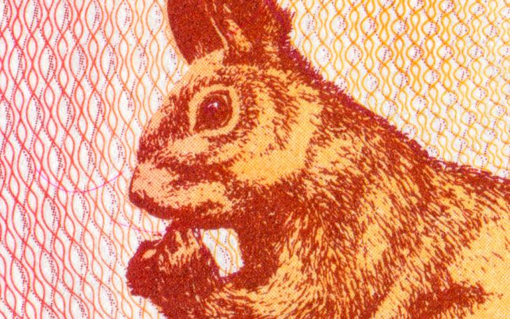 squirrel on bank note