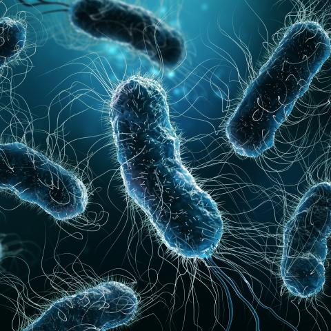 E. Coli