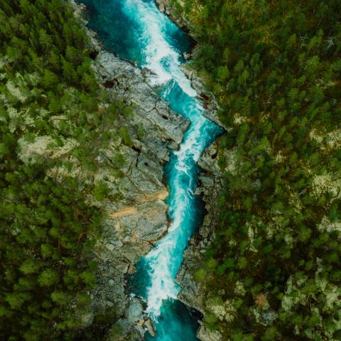 River in the middle of a forest 