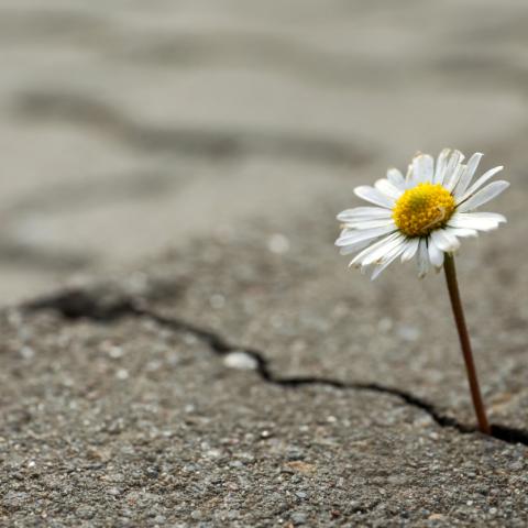 flower coming out of concrete