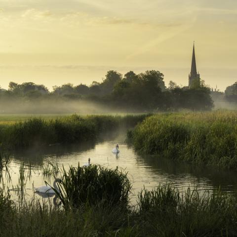 cotswold