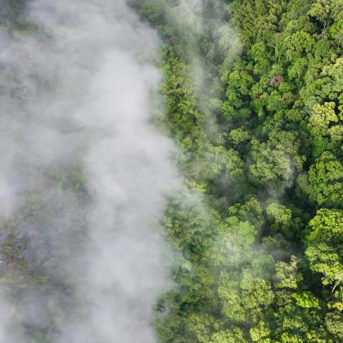 fog clearing over forest