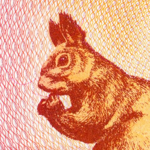 squirrel on bank note